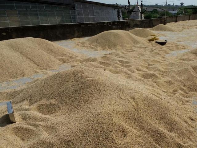 Large stock of pulses was seized by Neemuch district administration on Sunday.(HT Photo) Large stock of pulses was seized by Neemuch district administration on Sunday.(HT Photo)