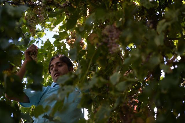 Local resident Rehmat Ali picks grapes from a tree for brewing wine in his garden. (AFP) Local resident Rehmat Ali picks grapes from a tree for brewing wine in his garden. (AFP)