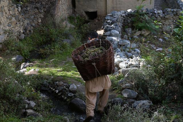 To go with 'Pakistan-Agriculture-Wine' Feature by Guillaume LAVALLÉE In this photograph taken on September 27, 2015, a local resident carries a basket of freshly picked grapes for brewing wine from a garden in the remote village of Sher Qilla in Punyal valley in northern Pakistan. Every autumn in the remote village of Sher Qilla in the foothills of the Himalayas, many agile young people take to the trees for the long-awaited harvest under the watchful eye of their gnarled and chiselled elders. AFP PHOTO / Aamir QURESHI (AFP) To go with 'Pakistan-Agriculture-Wine' Feature by Guillaume LAVALLÉE In this photograph taken on September 27, 2015, a local resident carries a basket of freshly picked grapes for brewing wine from a garden in the remote village of Sher Qilla in Punyal valley in northern Pakistan. Every autumn in the remote village of Sher Qilla in the foothills of the Himalayas, many agile young people take to the trees for the long-awaited harvest under the watchful eye of their gnarled and chiselled elders. AFP PHOTO / Aamir QURESHI (AFP)
