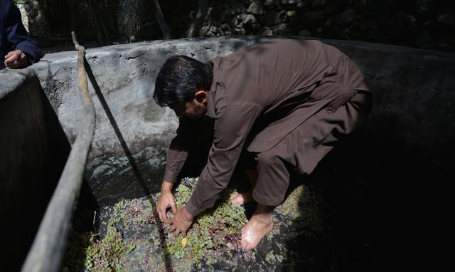 A local resident uses his feet to crush freshly picked grapes in a cement tank for brewing wine in a garden. (AFP) A local resident uses his feet to crush freshly picked grapes in a cement tank for brewing wine in a garden. (AFP)