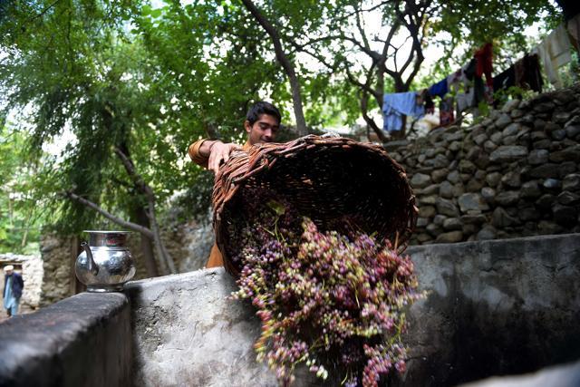 A local resident unloads a basket of freshly picked grapes into a cement tank for brewing wine. (AFP) A local resident unloads a basket of freshly picked grapes into a cement tank for brewing wine. (AFP)