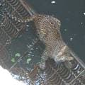 The two-and-a-half-year-old female leopard, which was rescued from a well at Parner taluka, Ahmednagar. The two-and-a-half-year-old female leopard, which was rescued from a well at Parner taluka, Ahmednagar.