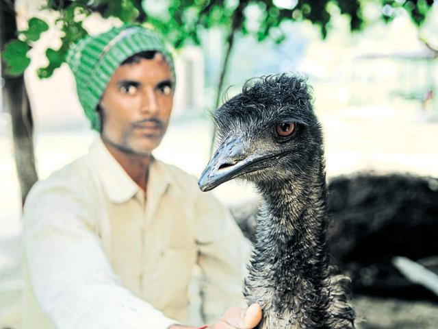 The Australian bird is currently at the Surajpur bird sanctuary in Greater Noida. (Burhaan Kinu/HT Photo) The Australian bird is currently at the Surajpur bird sanctuary in Greater Noida. (Burhaan Kinu/HT Photo)