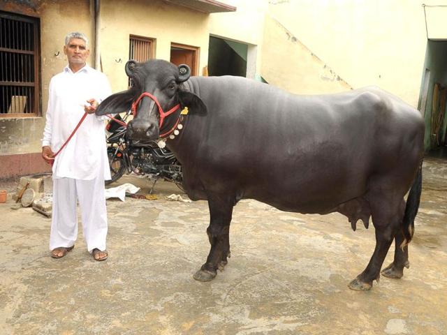 Buffaloes are protect under a 1950 Madhya Pradesh law, meaning that the state police are legally required to protect them. (AFP Photo) Buffaloes are protect under a 1950 Madhya Pradesh law, meaning that the state police are legally required to protect them. (AFP Photo)