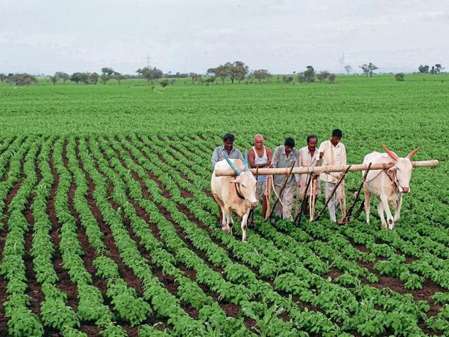 India has decided to stay firm when it comes to protecting the interest of the farmers of the country against the World Trade Organisations regulations.(HT Photo) India has decided to stay firm when it comes to protecting the interest of the farmers of the country against the World Trade Organisations regulations.(HT Photo)