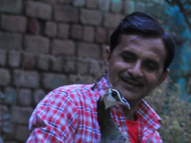 At Nayaran Singh Anjaana’s house in Kardawad village, peacocks move in and out without any fear. (Shankar Mourya/HT photo) At Nayaran Singh Anjaana’s house in Kardawad village, peacocks move in and out without any fear. (Shankar Mourya/HT photo)