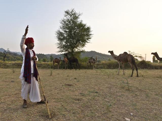 Bhanwarlal sings local folk songs as his camels graze on the field at Sadri village, Rajasthan. (Saumya Khandelwal/Hindustan Times)