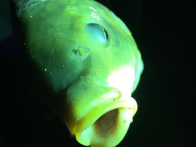 The gasping carp caught in the glare of flashlights. (PHOTO: VIKRAM JIT SINGH) The gasping carp caught in the glare of flashlights. (PHOTO: VIKRAM JIT SINGH)