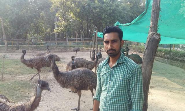 Gurmeet Singh with emus at Chhatbir zoo (PHOTO: MC ZOOLOGICAL PARK, CHHATBIR) Gurmeet Singh with emus at Chhatbir zoo (PHOTO: MC ZOOLOGICAL PARK, CHHATBIR)