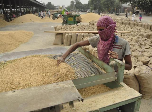 (Students facing financial hardships try to avail the opportunities to earn some money during the paddy season to lessen the burden of their education expenses.HT Photo)