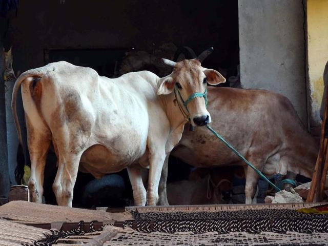 Cow smuggling has been on for decades, until the Narendra Modi government took it up as a priority to stamp out the march of Indian cattle — an estimated 1.7-1.8 million a year — to Bangladesh’s slaughterhouses.(PTI)