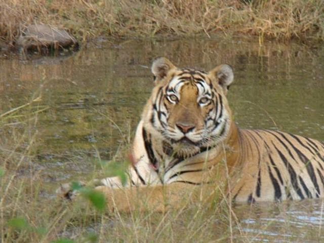 Environmentalists have said the adverse impact of the river link project on the Panna Tiger Reserve has been ignored.(HT file photo) Environmentalists have said the adverse impact of the river link project on the Panna Tiger Reserve has been ignored.(HT file photo)