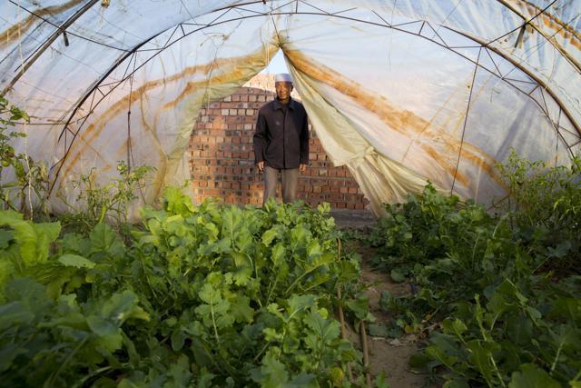 Ma Xiaoqi looks at his vegetable plot at the New Hongrui village where he was relocated from a drought area to Pingluo county in northwestern China's Ningxia Hui autonomous region. (A) Ma Xiaoqi looks at his vegetable plot at the New Hongrui village where he was relocated from a drought area to Pingluo county in northwestern China's Ningxia Hui autonomous region. (A)