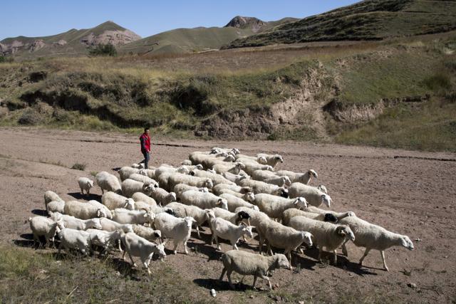 Yang Jingrong herds his sheep home in Dacha village of Xiji county in northwestern China's Ningxia Hui autonomous region. (AP) Yang Jingrong herds his sheep home in Dacha village of Xiji county in northwestern China's Ningxia Hui autonomous region. (AP)