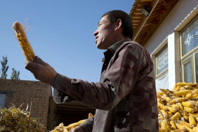 Ma Jingwu holds up his harvested corn at the village where he relocated to in Hongbusi in northwestern China's Ningxia Hui autonomous region. (AP) Ma Jingwu holds up his harvested corn at the village where he relocated to in Hongbusi in northwestern China's Ningxia Hui autonomous region. (AP)
