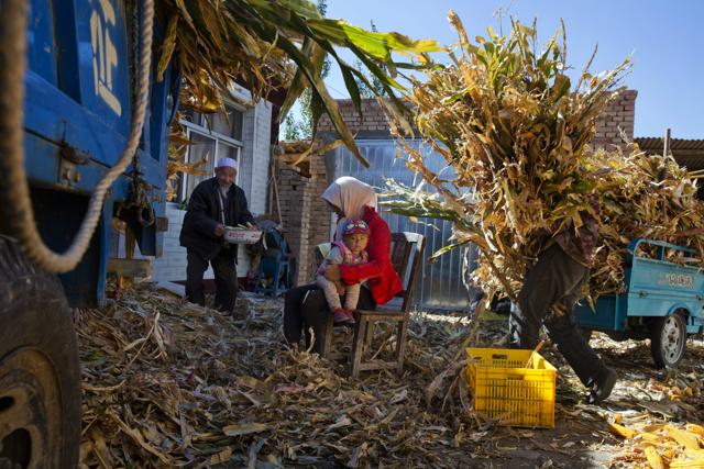Residents who are relocated from a drought region sort out maize stalks at their new home in Hongbusi in northwestern China's Ningxia Hui autonomous region.(AP) Residents who are relocated from a drought region sort out maize stalks at their new home in Hongbusi in northwestern China's Ningxia Hui autonomous region.(AP)