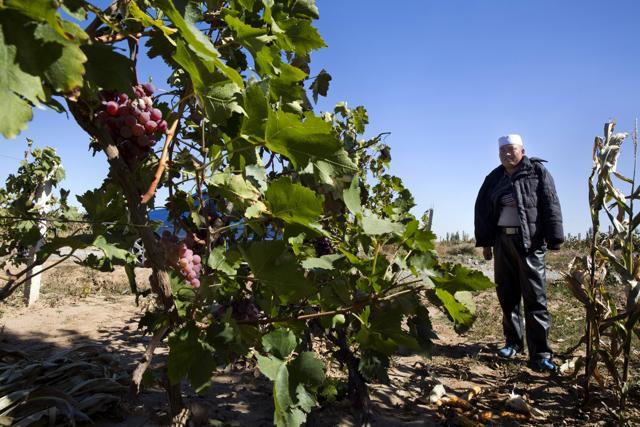 Wang Wandun stands near his grape vines at the village where he relocated to in Hongbusi in northwestern China's Ningxia Hui autonomous region. (AP) Wang Wandun stands near his grape vines at the village where he relocated to in Hongbusi in northwestern China's Ningxia Hui autonomous region. (AP)