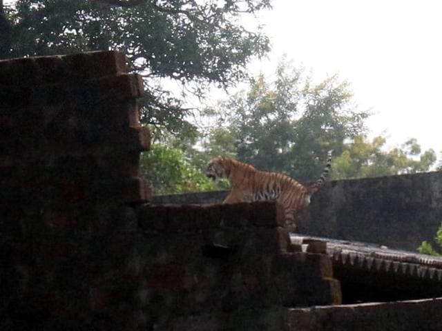 The tiger that had wandered onto the premises of an institute at Nabibagh on the outskirts of Bhopal on Thursday was tranquilised and safely captured by a team of the forest department. The tiger that had wandered onto the premises of an institute at Nabibagh on the outskirts of Bhopal on Thursday was tranquilised and safely captured by a team of the forest department.