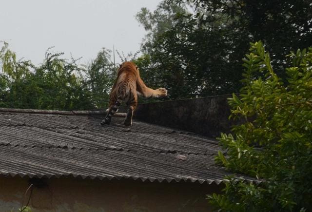 The NGT on April 4, 2014 had suggested that the state and the Central government agencies should take steps to stop tigers from moving out of their habitats and entering into a conflict with humans. (HT file photo) The NGT on April 4, 2014 had suggested that the state and the Central government agencies should take steps to stop tigers from moving out of their habitats and entering into a conflict with humans. (HT file photo)