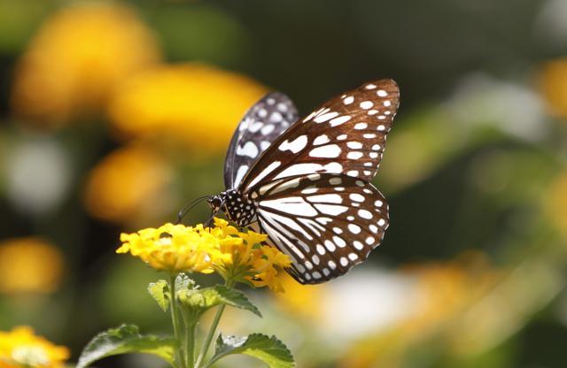 This is Mumbai’s fourth butterfly haven after the Ovalekar garden at Thane, Maharashtra Nature Park at Mahim and the one at the Borivli-end of Sanjay Gandhi National Park. (Satish Bate/HT)