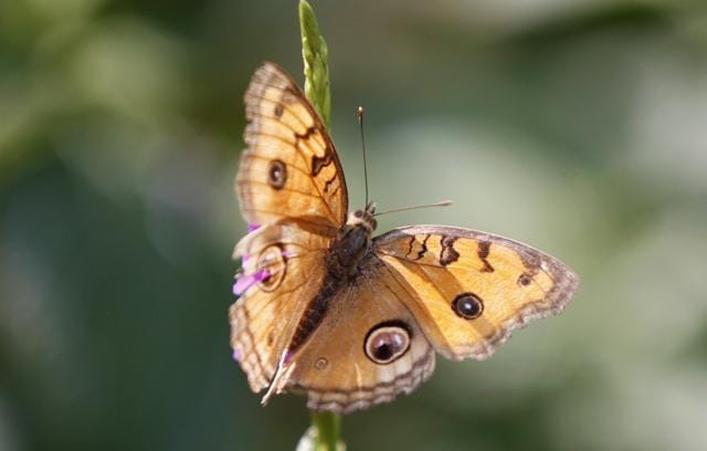 A peacock pansy butterfly. (Satish Bate/HT)