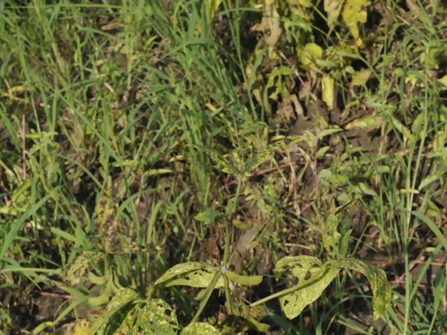 The soybean yield has fallen drastically this year. The MP agriculture department has cited erratic rainfall and pest attacks as factors that affected the crop.(Praveen Bajpai/HT file photo) The soybean yield has fallen drastically this year. The MP agriculture department has cited erratic rainfall and pest attacks as factors that affected the crop.(Praveen Bajpai/HT file photo)