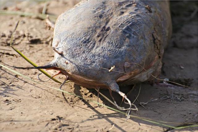 A dead Magur at Sukhna Lake. (Photo by Vikram Jit Singh)
