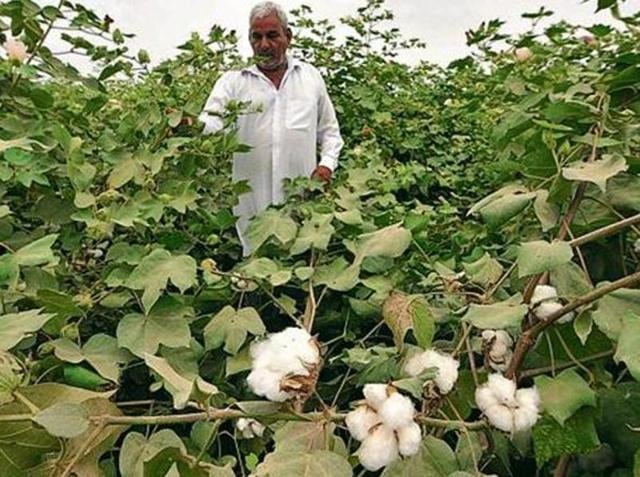 The whitefly attack on standing cotton crop has already caused huge damage, resulting in decline in crop yield this year. (HT Photo) The whitefly attack on standing cotton crop has already caused huge damage, resulting in decline in crop yield this year. (HT Photo)