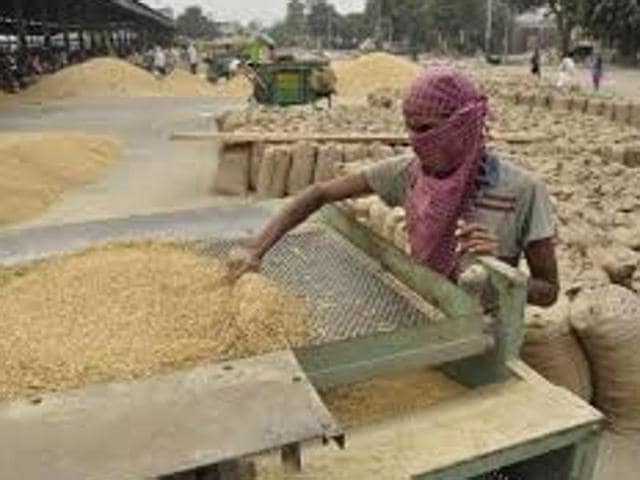 Higher paddy procurement in Punjab this year - Hindustan Times