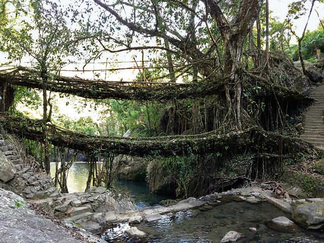 The wonderful, nature-loving people of the hills have found a novel way to build what are now known and exhibited as “living root bridges”.