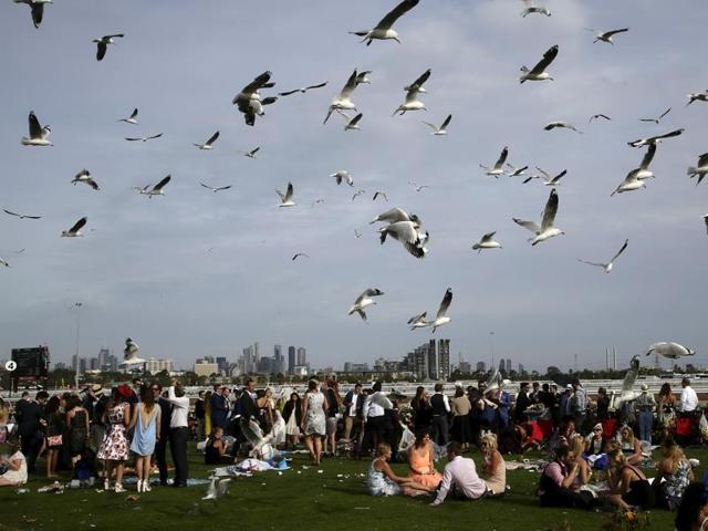 Seagulls arrive at the end of the day during the Melbourne Cup race day at Flemington Racecourse in Melbourne, Victoria. (Reuters Photo)