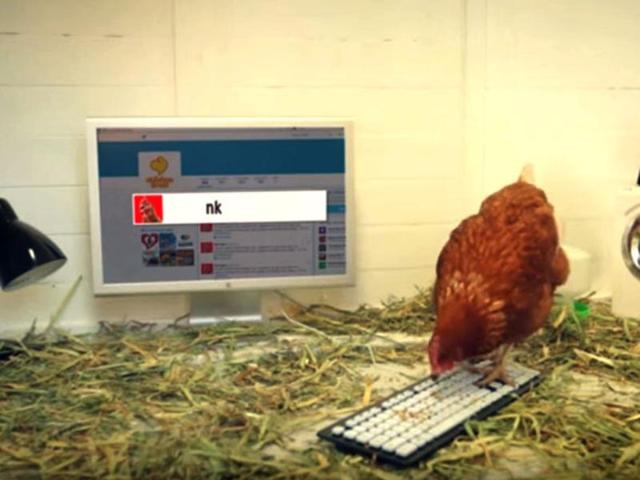 “Betty” the tweeting chicken “Betty” the tweeting chicken