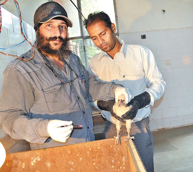 A barn owl chick being administered anti-stress/booster tonics by Dr MP Singh (left). (Photo by Vikram Jit Singh)