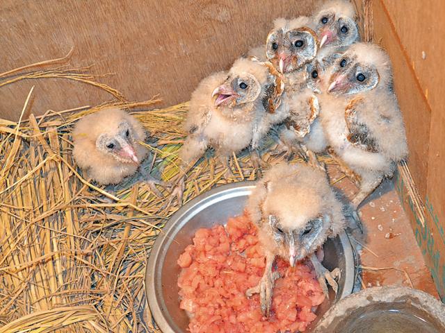 torvill owl chick