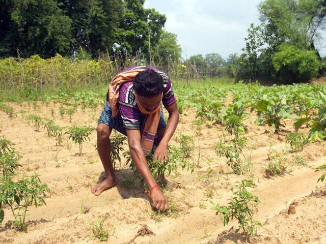 A farmer tends to his crop in Kharamal village of parched Paikmal block, Bargarh district, Odisha. (Arabinda Mahapatra/ HT Photo) A farmer tends to his crop in Kharamal village of parched Paikmal block, Bargarh district, Odisha. (Arabinda Mahapatra/ HT Photo)
