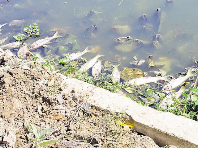 Thousands of dead fish washed ashore in the Lower Lake in Bhopal on October 30.(Praveen Bajpai/HT photo) Thousands of dead fish washed ashore in the Lower Lake in Bhopal on October 30.(Praveen Bajpai/HT photo)