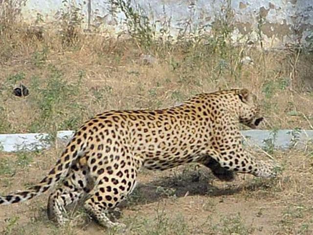 A panther that had strayed into a residential colony in Jaipur runs around as residents created a commotion after sighting the animal. (Himanshu Vyas/HT Photo)
