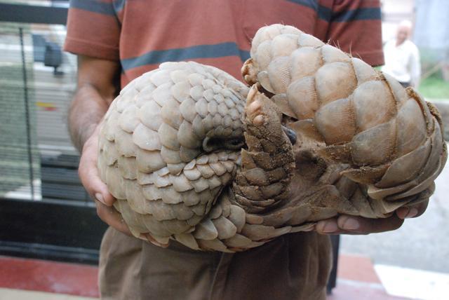 A Scaly anteater. (PHOTO: Nikhil Sanger) A Scaly anteater. (PHOTO: Nikhil Sanger)