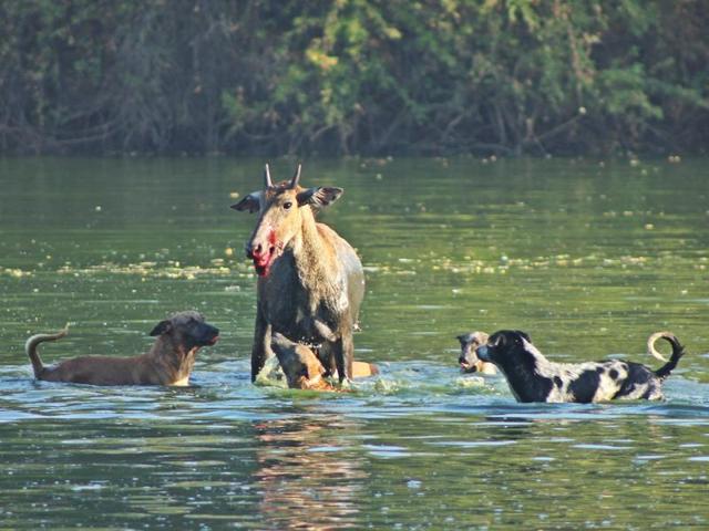 Dogs extract a heavy toll on wildlife of peripheral jungles and around waterholes. Here, village mutts maul a neelgai at Indroda Nature Park, Gandhinagar (Gujarat). The neelgai was eventually brought down and eaten by the pack. PHOTO: VICKEY CHAUHAN Dogs extract a heavy toll on wildlife of peripheral jungles and around waterholes. Here, village mutts maul a neelgai at Indroda Nature Park, Gandhinagar (Gujarat). The neelgai was eventually brought down and eaten by the pack. PHOTO: VICKEY CHAUHAN