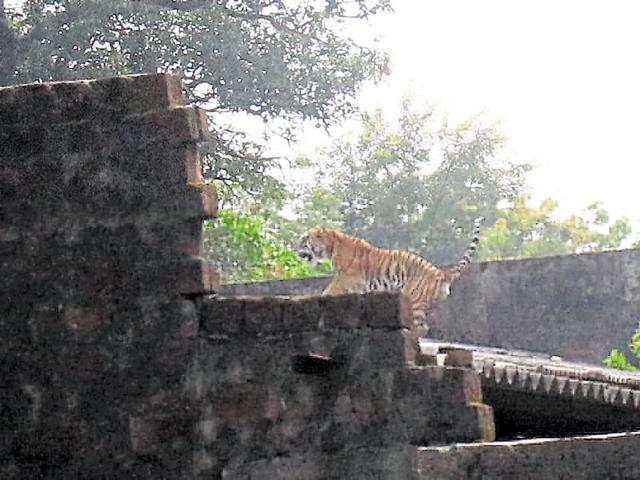A tiger spotted near Kaliasote Dam in Bhopal recently. (PTI) A tiger spotted near Kaliasote Dam in Bhopal recently. (PTI)