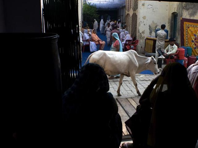 A cow walks in the street during preparations for Diwali celebrations at the Meera Sahabhagini Widows Ashram in Vrindavan. (AFP)