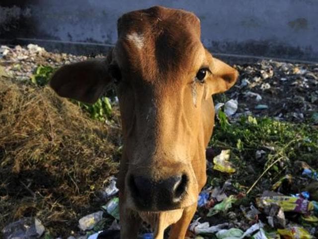 Khattar said now the trafficking and slaughtering of cow and beef eating have been banned in Haryana. (HT Photo) Khattar said now the trafficking and slaughtering of cow and beef eating have been banned in Haryana. (HT Photo)