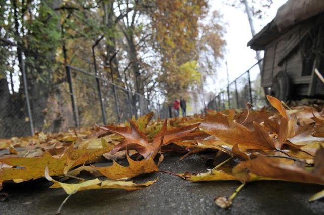 Autumn colours: With winter approaching Kashmir, Chinar trees are changing their colour from Green through Crimson to Yellow. Several roads could be seen covered in autumn leaves. (Waseem Andrabi/ HT photo)