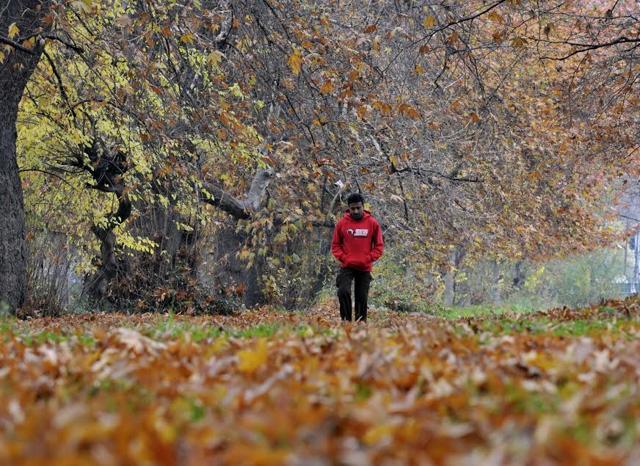 A resident taking a walk in the garden on the Crimson Chinar leaves, on an autumn day in Srinagar. The shade of Chinar is considered to be a sign of resistance in the area. (Waseem Andrabi/ HT photo)