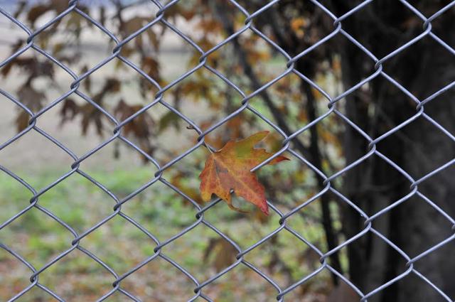 As Autumn draws to a close in Kashmir, the fallen leaves are seen adding glow to the scenic valley. The fallen leaves will become the source of charcoal for the locals who would collect it from half-burnt Chinar leaves to fill up their earthen firepots. (Waseem Andrabi/ HT photo)