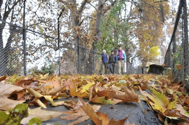 Golden Yellow season in Kashmir: Students taking a walk while the entire valley is bathed in different hues of red, orange and gold. A large number of tourists are visiting the valley these days. (Waseem Andrabi/ HT photo)