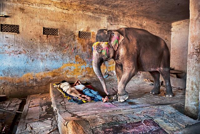 Mahouts sleep with their elephant; Rajasthan, 2012.