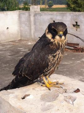 File picture of a Eurasian hobby. This bird was rescued in a ‘struggling’ condition from the fields of village Bargari in Faridkot, Punjab, in 2013, and died later. Pesticide ingestion was the suspected cause of death. (Photo by Rupinder Singh Brar) File picture of a Eurasian hobby. This bird was rescued in a ‘struggling’ condition from the fields of village Bargari in Faridkot, Punjab, in 2013, and died later. Pesticide ingestion was the suspected cause of death. (Photo by Rupinder Singh Brar)