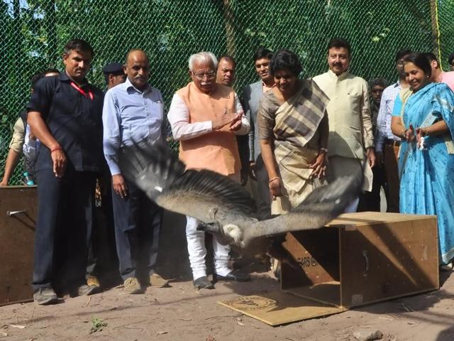 Haryana CM Manohar Lal Khattar releasing a vulture in the wild at Jatayu Conservation Breeding Centre, Pinjore, on Friday. (Sant Arora/HT) Haryana CM Manohar Lal Khattar releasing a vulture in the wild at Jatayu Conservation Breeding Centre, Pinjore, on Friday. (Sant Arora/HT)