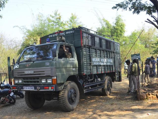 A team of almost 200 with two elephants have been hard at work in the area to capture tiger T1 for the past three days, but to no avail. (HT file photo) A team of almost 200 with two elephants have been hard at work in the area to capture tiger T1 for the past three days, but to no avail. (HT file photo)